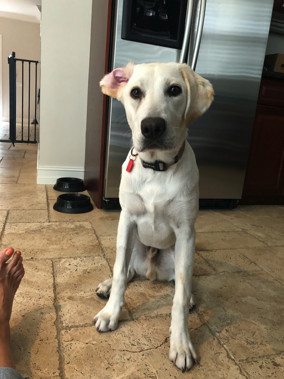 One of my precious dogs I walk