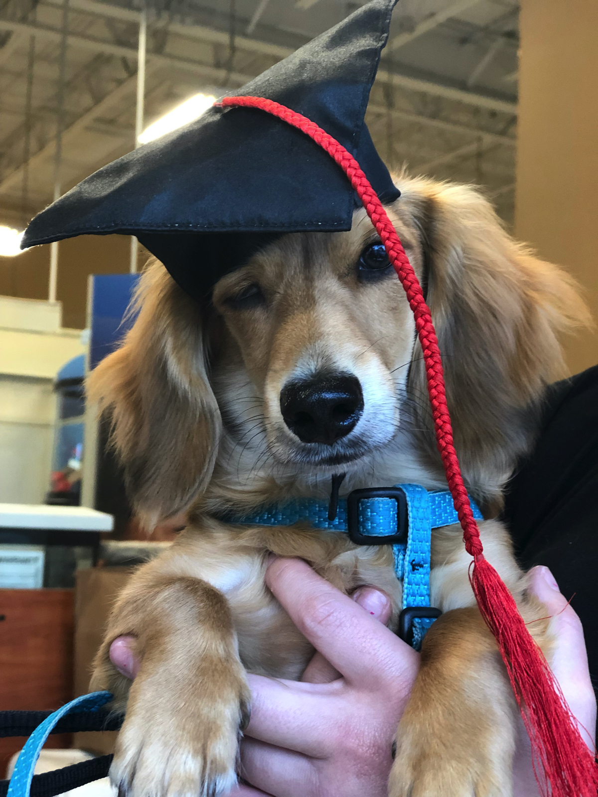 Graduation day for a dog I walk